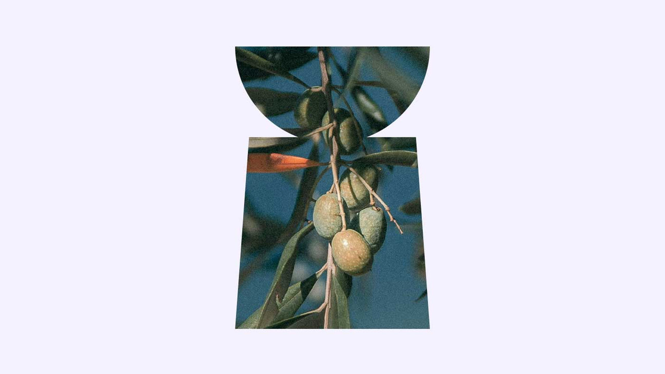 Unveiling the Skin Benefits of Olive Oil