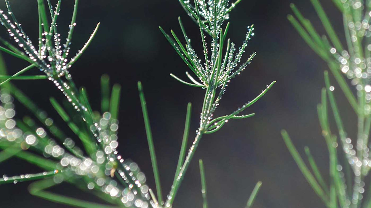 Rejuvenating Aging Skin: Smoothing Texture and Pore Size with Enzymes, Probiotics, and Willow Bark