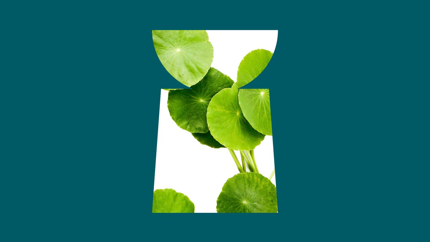 Asiaticoside:  Skincare Ingredient Spotlight