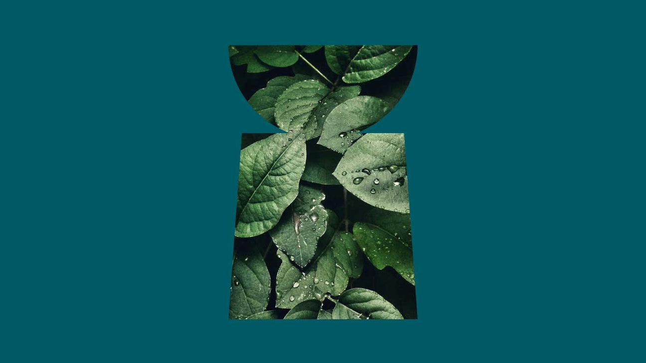 Green Tea: Skincare Ingredient Spotlight