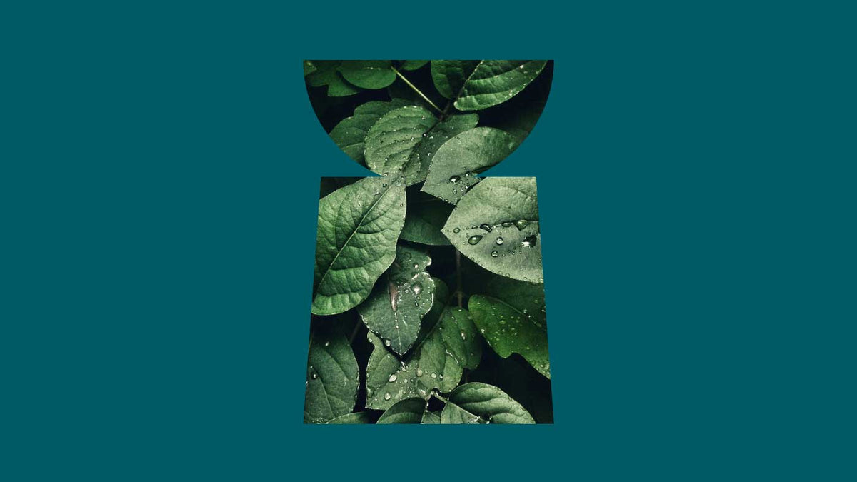 Green Tea: Skincare Ingredient Spotlight