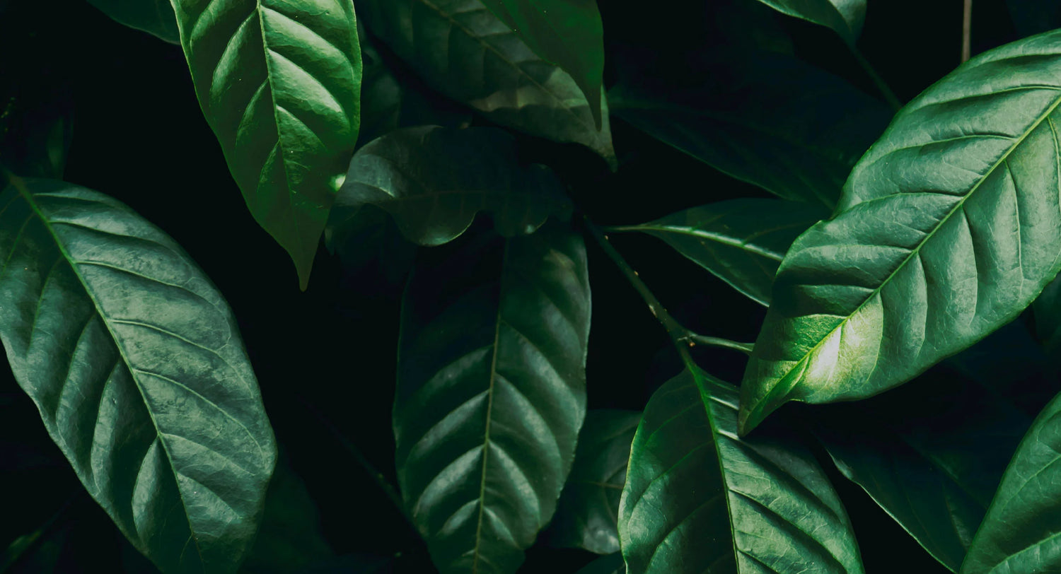 Anti-Aging, calming blend of 1% Green Tea EGCG, Resveratrol, and Cica in every dose, preserved in its most potent powder state until activated by our Hyaluronic Acid Hydrator. 