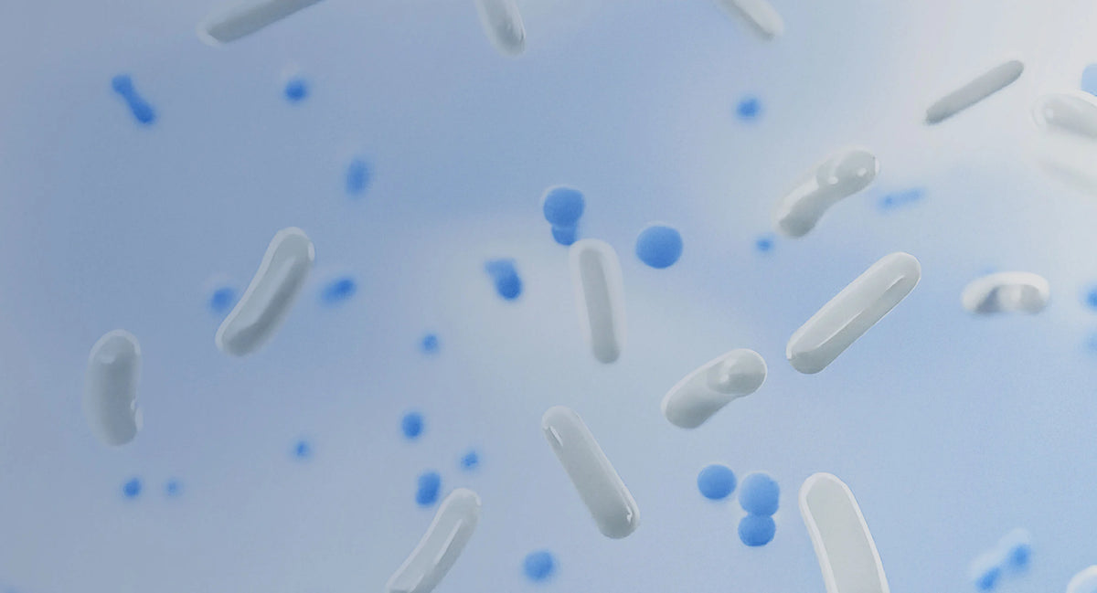 Clarifying 1.3% Blend of Willow Bark (natural form of Salicylic Acid), Enzymes and Probiotics in every dose, preserved in its most potent powder state until activated by our Hyaluronic Acid Hydrator. 